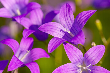 Canvas Print - Macro shot of bell flowers lit by bright summer sunlight. Wildflowers in the field