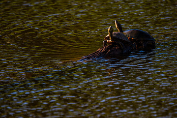 Wall Mural - Common Pond Slider Turtle (Trachemys Scripta), Boca Tapada, Alajuela Province, Costa Rica