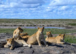 Pride of lions on a rock in Tanzania in the Serengeti