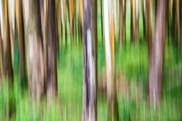 Wall Mural - Forest abstract in Munnar, Western Ghats Mountains, Kerala, India