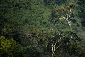 Wall Mural - Rainforest landscape in Aberdare National Park, Kenya