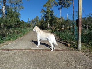 Poster - Cane bianco