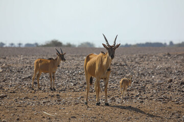 Wall Mural - Springboks, Animals in negev israel. High quality photo