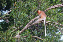 The Proboscis Monkey (Nasalis Larvatus) Was Surveyed In The East Malaysian State Of Sabah To Establish Its Population Status And To Assess Threats To Its Survival. 