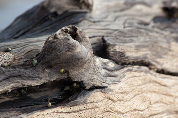 Old dry driftwood washed up at the beach for an abstract or background