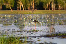 A Iconic Jabiru In The Wetlands Of The Kakadu National Park In Northern Territory, Australia