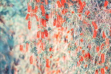 Wall Mural - Callistemon rigidus plant with green and red leaves citrius