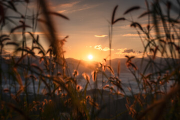 Sunrise shining through grass flower, mountain foggy from viewpoint in the morning