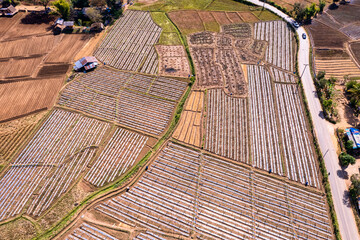 Wall Mural - Organic vegetable plots on agricultural soil field in farmland at countryside