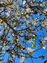 Wall Mural - Sky blossoms 