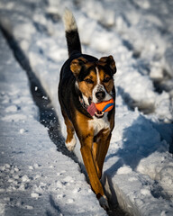 Wall Mural - A cute terrier dog walking in the snow