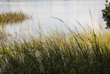 Fototapeta  - Spartina grass sways in the wind on brackish water in Beaufort, SC