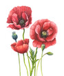 Red poppy, hand drawn botanical watercolor illustration. Image for florist, design, spa, packaging, label.