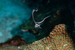 Juveliner Ritterfisch, die Rückenflosse ist das größte Körperteil