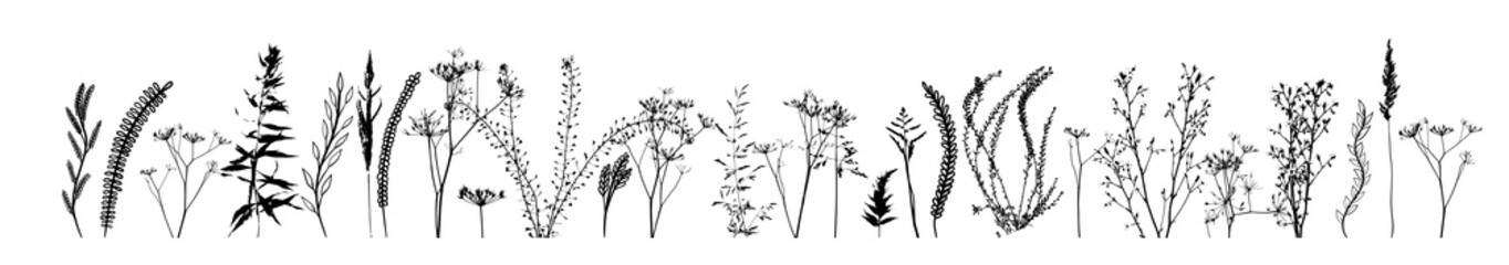 Black silhouettes of grass, flowers and herbs isolated on white background. Hand drawn sketch flowers. Vector illustration