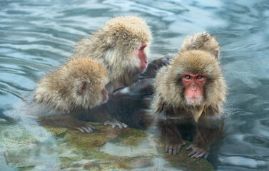 Poster - Japanese macaques in the water of natural hot springs. The Japanese macaque ( Scientific name: Macaca fuscata), also known as the snow monkey. Natural habitat, winter season.