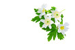 Spring postcard with Wood anemone flowers