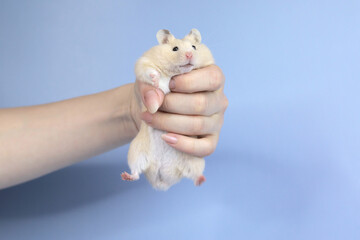 Sticker - Fluffy hamster, in the girl's hand, funny hamster on a blue background