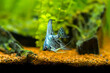 Blue angelfish in tank fish with blurred background (Pterophyllum scalare)