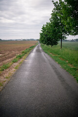 Poster - A vertical shot of a road in the forest