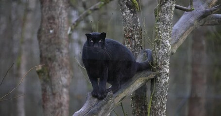 Leinwandbilder - Portrait of a black panther in the forest in slow motion