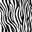 Zebra seamless pattern vector