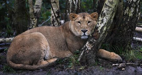 Wall Mural - a lion is resting in the forest