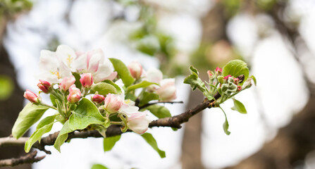 Wall Mural - Apple tree flowers blossom macro view. Blossoming white pink petals fruit tree branch, tender blurred bokeh background. Shallow depth of field.