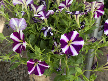 Beautiful Purple White Petunia Flower. They Are Star-shaped Flowers. Hybrid Petunia. Purple Petunia With White Stripes. Plant Native To South America.