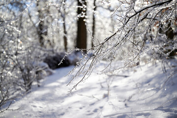 SEWICKLEY, PA, USA - FEBRUARY 6TH 2022: A cute male brown Boxer puppy is hiking up the hills of Western Pennsylvania on his own. The winter forest is covered in snow and the icicles shine in the sun.