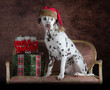 Dalmatian posing in a couch with a Santa Claus Hat with Gifts