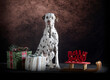 dalmatian posing with a christmas decoration