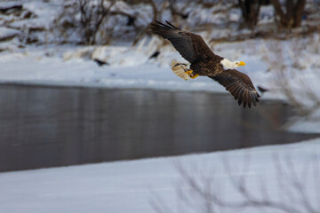 Poster - The bald eagle during flight. Haliaeetus leucocephalus. Onondaga Lake, New York State.