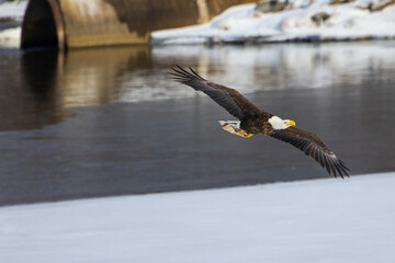 Poster - The bald eagle during flight. Haliaeetus leucocephalus. Onondaga Lake, New York State.