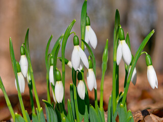  White snowdrops closeup with wooden background. First beautiful flowers in spring.