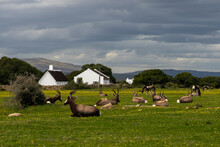 View Of De Hoop Nature Reserve Antelope Sitting On Grass In Front Of Cape Dutch House, Garden Route, Western Cape, South Africa.