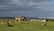 View Of De Hoop Nature Reserve Antelope Sitting On Grass In Front Of Cape Dutch House, Garden Route, Western Cape, South Africa.