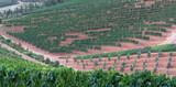 Fototapeta Do pokoju - Large vineyard on a hill