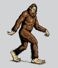 Sasquatch, Yeti, Bigfoot Walking Vector Illustration In Color