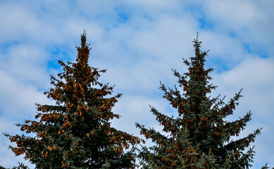 Sticker - Green branches ate against the sky