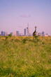 Beautiful view of a Masai giraffe standing in the savannah grasslands in front of the skyline of Nairobi, Nairobi National Park, Kenya