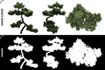 Wall Mural - 3d rendering of front, left and top views of tree (juniperus communis) with alpha mask to cutout and