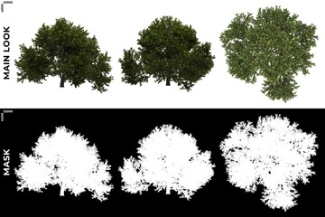 Wall Mural - 3d rendering of front, left and top views of tree (juniperus occidentalis rheingold) with alpha mask