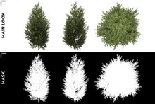 3D Rendering Of  Front, Left And Top Views Of Tree (Sabina Pingii) With Alpha Mask To Cutout And PNG Editing. Forest And Nature Compositing.