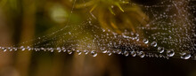 A Closeup Shot Of A Spiderweb In A Forest