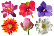 Six Different Flowers Isolated On A White Background.