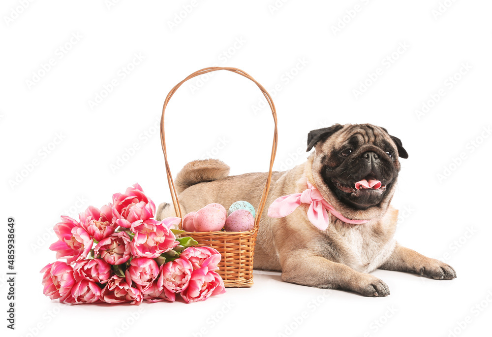 Funny pug dog with Easter eggs in basket and tulip flowers on white background