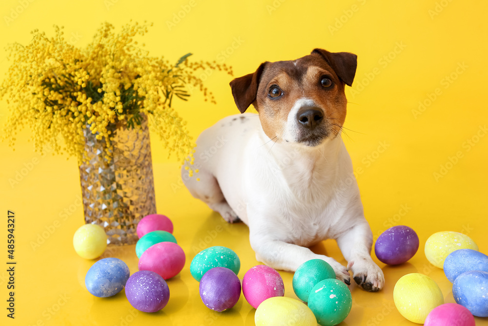 Cute Jack Russel terrier with Easter eggs, vase and mimosa flowers on yellow background