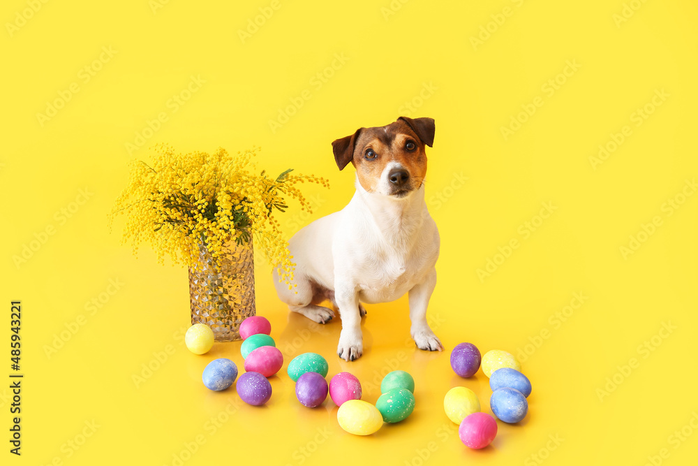 Cute Jack Russel terrier with Easter eggs, vase and mimosa flowers on yellow background