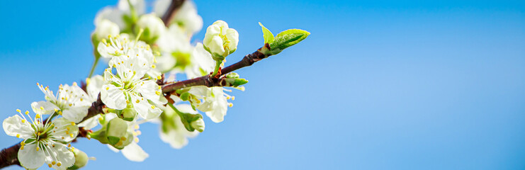 flowering spring tree on blue sky background. fresh white flowers close up